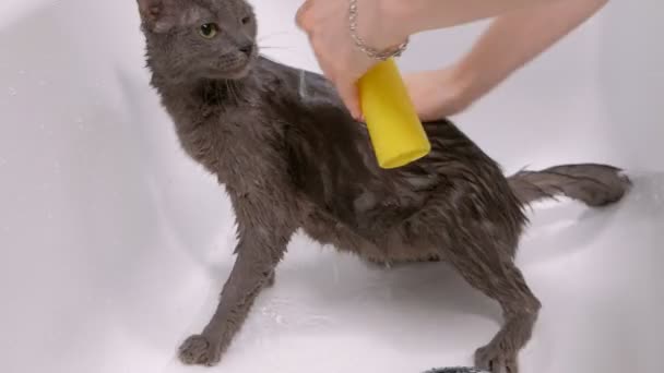 Köpük banyosu küçük gri sokak kedisi, kadın banyoda kedi yıkar.