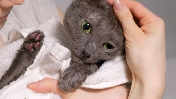 Φυσαλίδας λουτρό ένα μικρό γκρι αδέσποτη γάτα, γυναίκα πλένει τη γάτα στο μπάνιο. σκουπίζει το ζώο με μία πετσέτα — Αρχείο Βίντεο