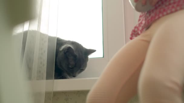 Маленькая девочка кормит кота, сидящего у окна — стоковое видео