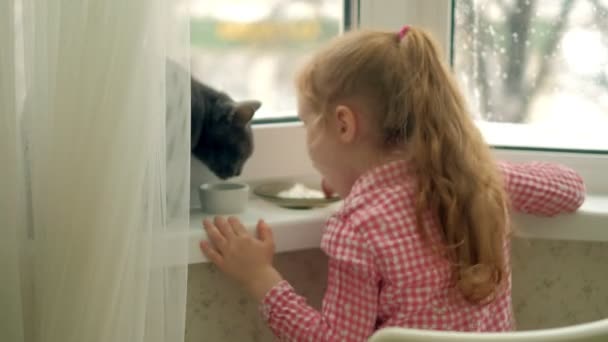 Una niña está alimentando a un gato sentado junto a la ventana — Vídeos de Stock