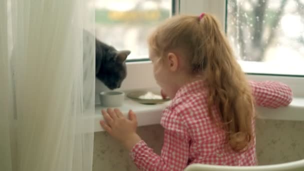 En liten flicka matar en katt som sitter vid fönstret — Stockvideo