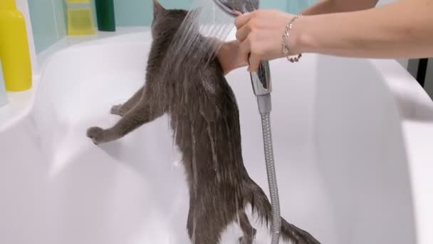 Бульбашкова ванна маленька сіра бродяча кішка, жінка миє кота у ванній — стокове відео