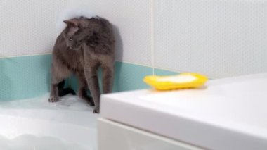 Banyoda güzel kadın rahatlatıcı. Beyaz köpük, acelesiz yıkama. kedi yakın oturur