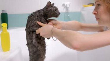 Köpük banyosu küçük gri sokak kedisi, kadın banyoda kedi yıkar.