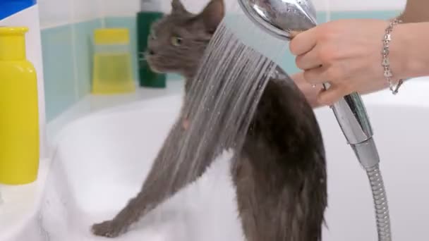 Bubble bath egy kis szürke elkóborolt macska, nő lemossa a macska, a fürdőszobában — Stock videók