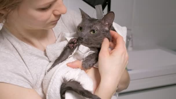 Bubble bad een kleine grijze zwerfkat, vrouw wast de kat in de badkamer. veegt het dier met een handdoek — Stockvideo