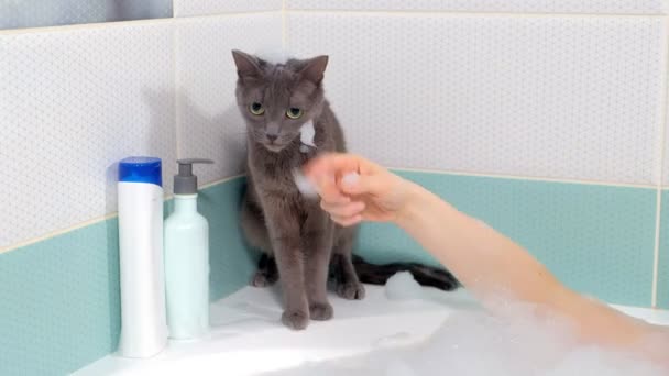 Mulher bonita relaxando no banheiro. Espuma branca, lavando-se lentamente. o gato senta-se perto — Vídeo de Stock