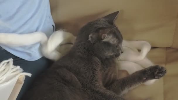 Una mujer teje en un telar un hermoso bordado hecho de hilo, en un estudio en casa, El gato está cerca — Vídeos de Stock