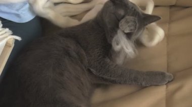 Bir kadın bir tezgah üzerinde güzel bir nakış iplikleri, eve bir stüdyoda yapılan örgüleri, kedi yakındır