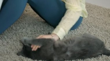 Ev halı üzerinde oturur el closeup sevişme yolunu yitirmek kedi