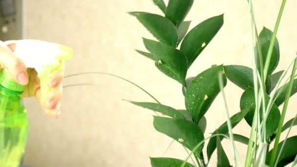 Mujeres pulverización a mano planta verde — Vídeo de stock