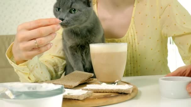 Reggel, a gyönyörű fiatal nő, és a macska a konyha — Stock videók