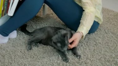 Ev halı üzerinde oturur el closeup sevişme yolunu yitirmek kedi
