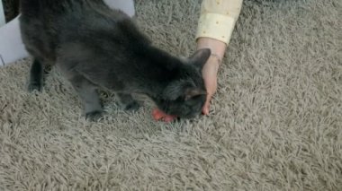 Ev halı üzerinde oturur el closeup sevişme yolunu yitirmek kedi