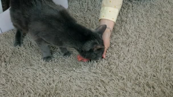 Weibliche Hand Nahaufnahme streichelt streunende Katze, die auf dem heimischen Teppich sitzt — Stockvideo