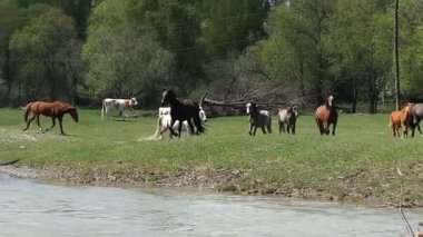 kırsal otlak arazi üzerinde Vahşi atlar