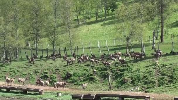 Wilde Rentiere auf bäuerlicher Weide — Stockvideo