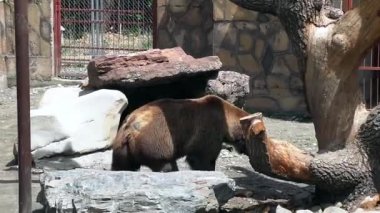 Zoo Park'ta bozkır boz ayı cezbetmek