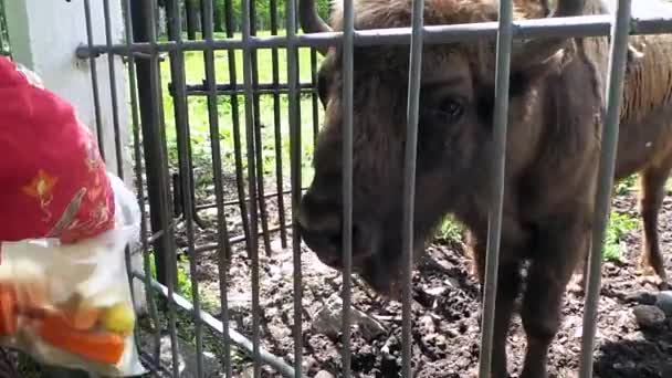 動物園で餌牛バイソン — ストック動画