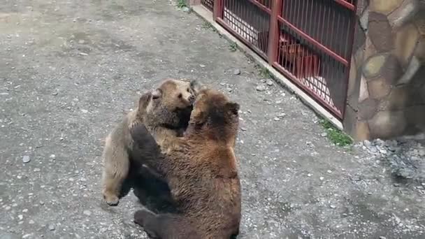 Brown bear captivate stepping in zoo park — Stock Video