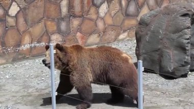 Zoo Park'ta bozkır boz ayı cezbetmek