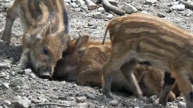 Sus scrofa hayvanat bahçesinde yürüyerek birçok yaban domuzu domuz yavruları