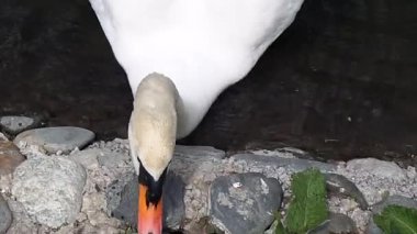 Beyaz Kuğu hayvanat bahçesinde yüzen