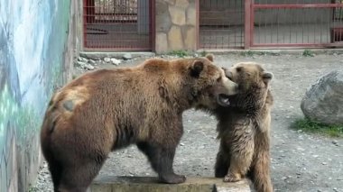 Zoo Park'ta bozkır boz ayı cezbetmek