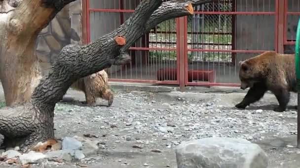 Brown bear captivate stepping in zoo park — Stock Video