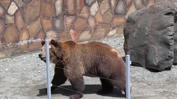 Захватывающий бурый медведь шагает в зоопарк — стоковое видео