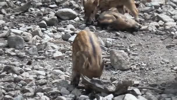 De nombreux porcelets de sanglier Sus scrofa marchent dans un zoo 