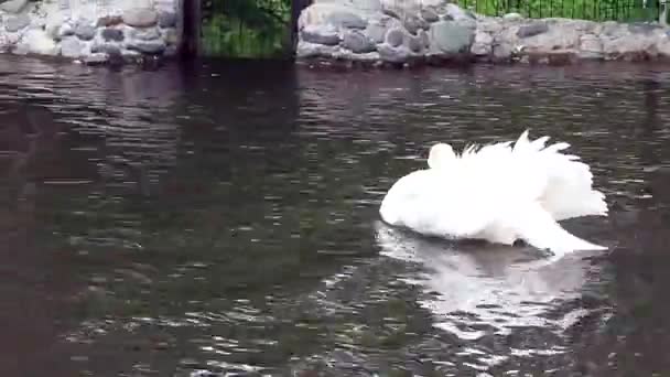 Vit svan flytande i djurparken — Stockvideo