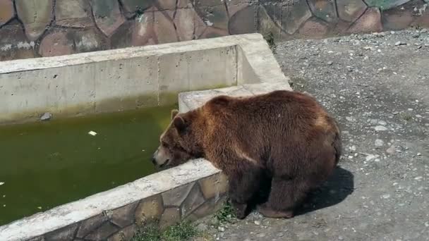 Brown bear captivate stepping in zoo park — Stock Video