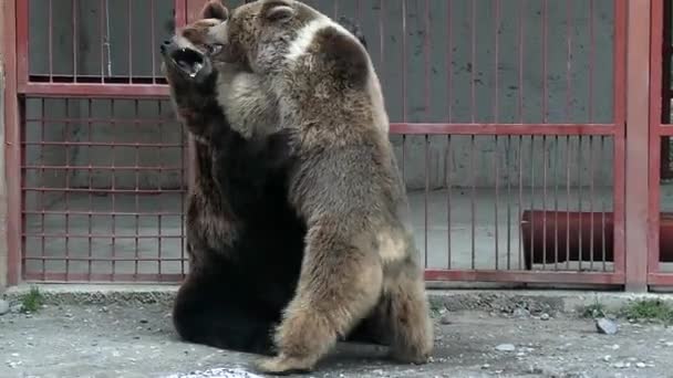 Захватывающий бурый медведь шагает в зоопарк — стоковое видео