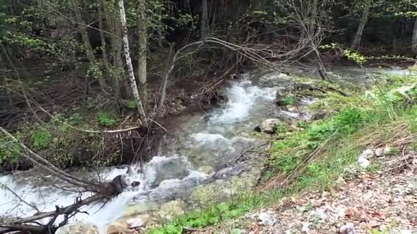 Raging Mountain River. Wildness of clean, clear water in the mountain river . — Vídeo de stock