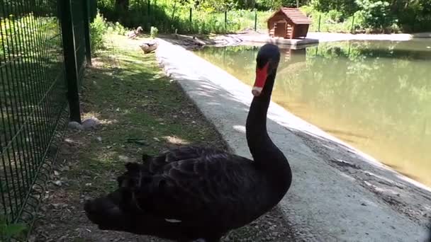 Черный лебедь в зоопарке плавает на озере и ест — стоковое видео