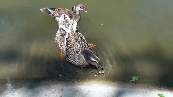 A fekete hattyú az állatkertben a tavon úszik, és eszik — Stock videók