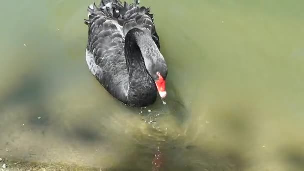 Ο Μαύρος κύκνος στο ζωολογικό κήπο κολυμπά στην λίμνη και τρώει — Αρχείο Βίντεο