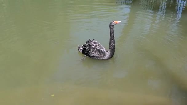 Černá labuť v zoo plave na jezeře a jí — Stock video