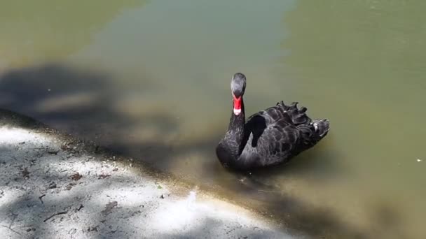 De zwarte zwaan in de dierentuin zwemt op het meer en eet — Stockvideo