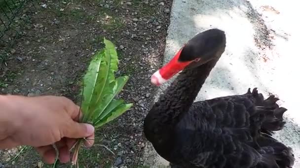 De zwarte zwaan in de dierentuin zwemt op het meer en eet — Stockvideo