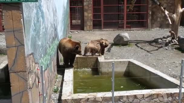 Brown bear captivate stepping in zoo park — Stock Video