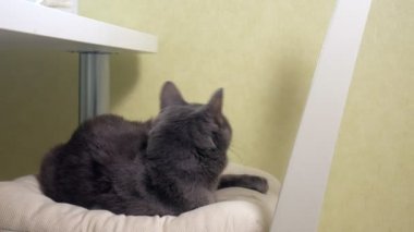 Güzel kedi tüyleri bir oyuncakla oynamak