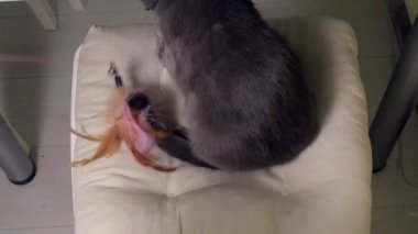 Güzel kedi tüyleri bir oyuncakla oynamak