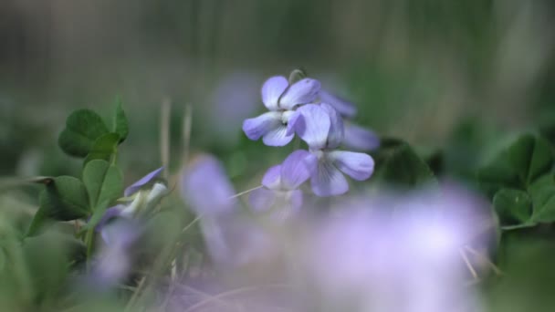 Nemophila. Frühling blaue Blumen im Wald — Stockvideo
