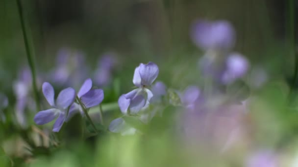 Nemophila. Lente blauwe bloemen in het bos — Stockvideo