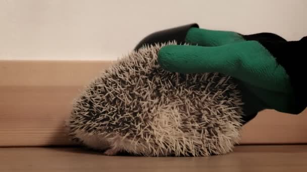 A man holds a hedgehog pet in his hands. — Stock Video