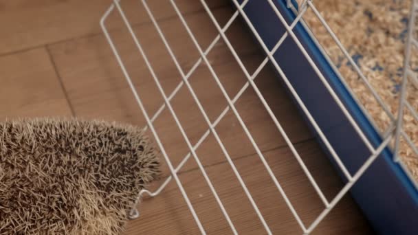 Der heimische Igel krabbelt in der Nähe des Käfigs — Stockvideo