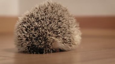 Odanın ortasında kirpi var..