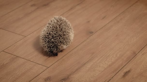 Haustier Igel in der Mitte des Zimmers. — Stockvideo